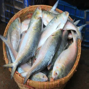 ইলিশ মাছ (Hilsha Fish) – পদ্মা নদীর আসল ইলিশ